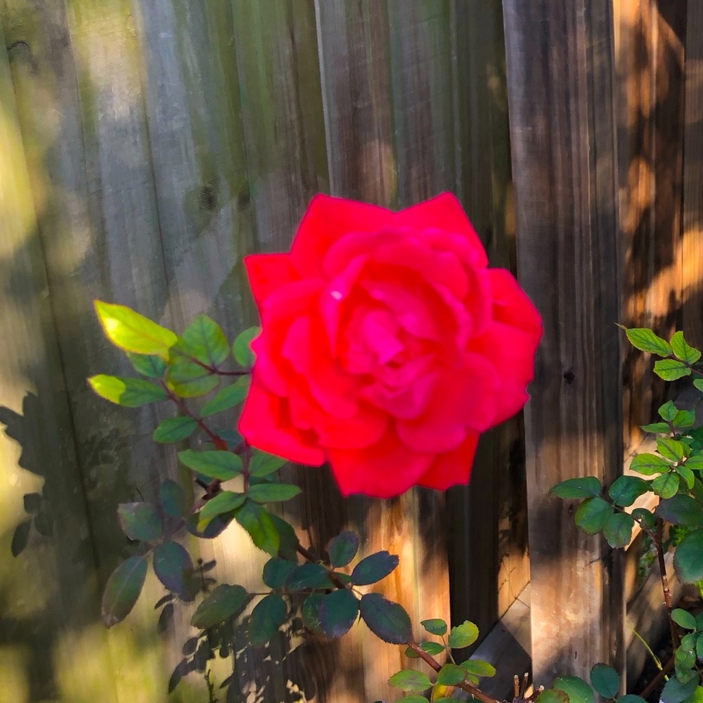 Meet your Posher, Grace